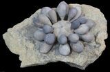 Fossil Club Urchin (Firmacidaris) - Jurassic #39148-3